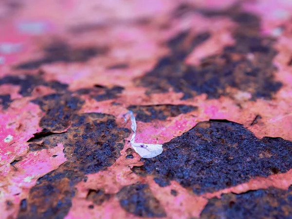 Makrofotografie Eines Blütenblattes Auf Einer Rostigen Metallplatte Aufgenommen Einem Bauernhof — Stockfoto