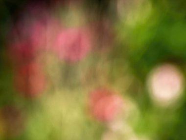 Abstract colorful background from a unfocused photography of natural environments taken in the Andean mountains of central Colombia.