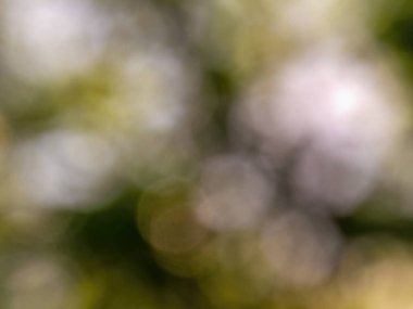 Abstract colorful background from a unfocused photography of natural environments taken in the Andean mountains of central Colombia.