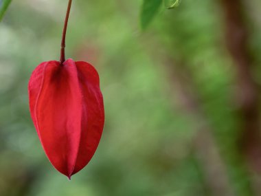 Macro photography of a trailing abutilon bud that resembles a Chinese lantern, captured in a garden near the town of Arcabuco in the Andean mountains of central Colombia.
