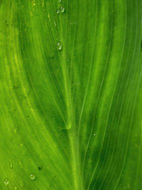 Macro photography of the veins of a big green leaf with drops of water, captured in a garden near the colonial town of Villa de Leyva in central Colombia.