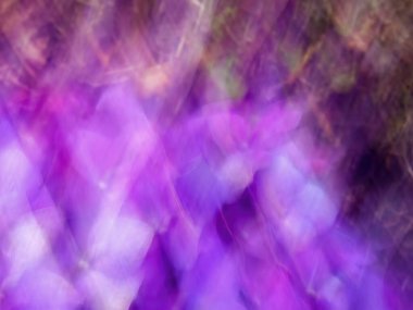 Intentional camera movement of  blue hortensia flowers, macro photography captured in a garden near the colonial town of Villa de Leyva in central Colombia.