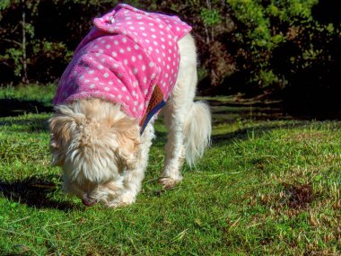 A cute mongrel dog with a pink vest sniffing the grass in a farm near the colonial town of Villa de Leyva in central Colombia. 