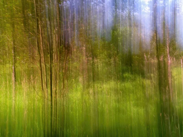 Intentional camera movement of some trees in a forest near the colonial town of Villa de Leyva in central Colombia.