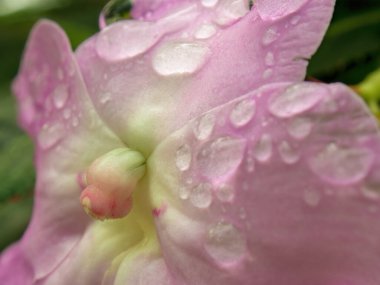 Macro photography of rain drops on a poor mans rhododendron flower, captured in a garden near the colonial town of Villa de Leyva in central Colombia.