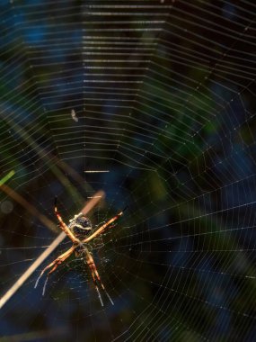 Ağındaki gümüş argiope örümceğinin makro fotoğrafı Kolombiya 'nın Villa de Leyva kasabasının yakınlarındaki bir bahçede çekildi..