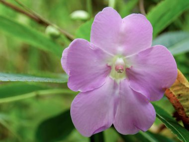 Fakir bir adamın rhododendron çiçeğinin makro fotoğrafçılığı Kolombiya 'nın orta kesimindeki Arcabuco kasabasının yakınlarındaki bir bahçede tamamen çiçek açtı..