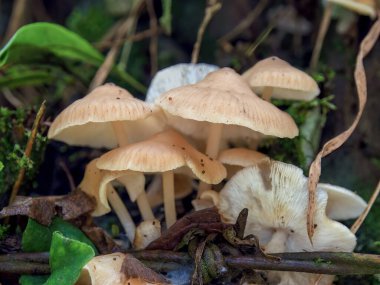 Paslı dikenli tel dışında eski bir çit direğinde büyüyen bir çeşit Gymnopus mantarının makro fotoğrafçılığı. Kolombiya 'nın merkezindeki Arcabuco kasabası yakınlarındaki bir çiftlikte yakalandı..