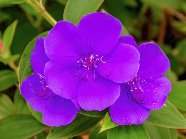 Три Фиолетовых Андских Принцессы Цветы Захваченные Ферме Центральных Горах Анд — стоковое фото