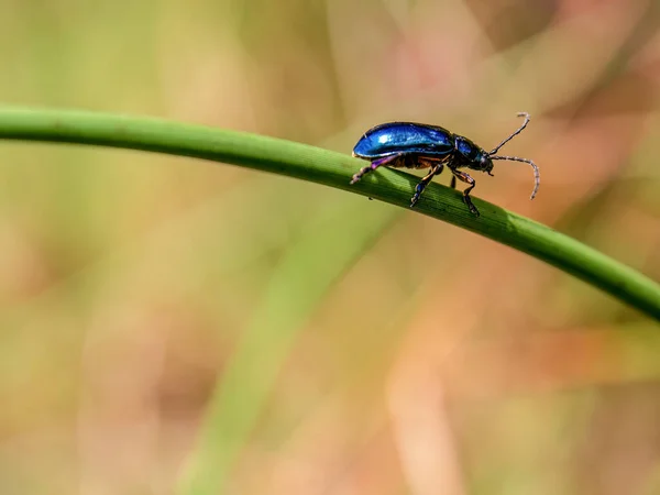 Fotografía Macro Pequeño Escarabajo Azul Caminando Sobre Tallo Una Planta — Foto de Stock