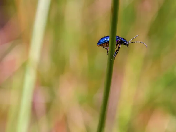 Fotografia Macro Pequeno Besouro Azul Andando Sobre Uma Haste Uma — Fotografia de Stock
