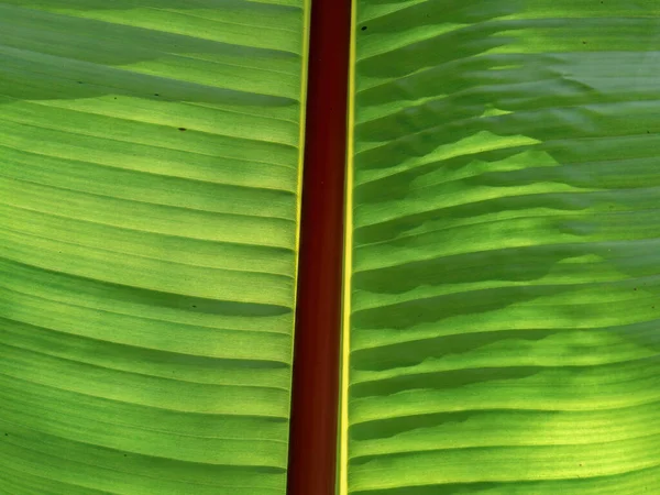 Makro Fotografie Žilách Listu Banánového Stromu Proti Slunci Zachyceného Lese — Stock fotografie