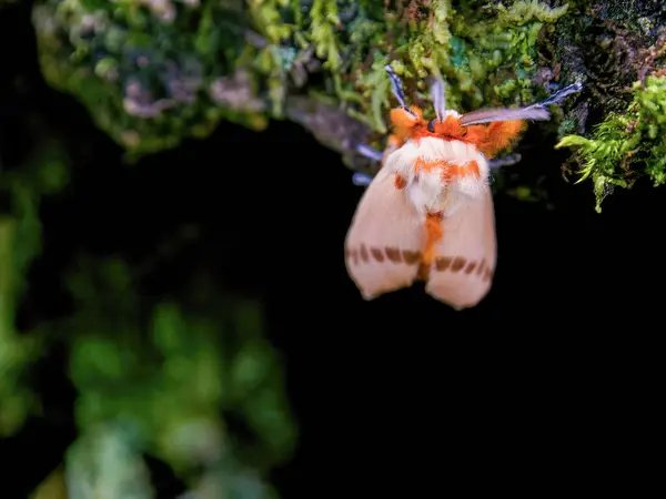 Fotografía Macro Una Polilla Naranja Justo Después Terminar Con Metamorfosis — Foto de Stock