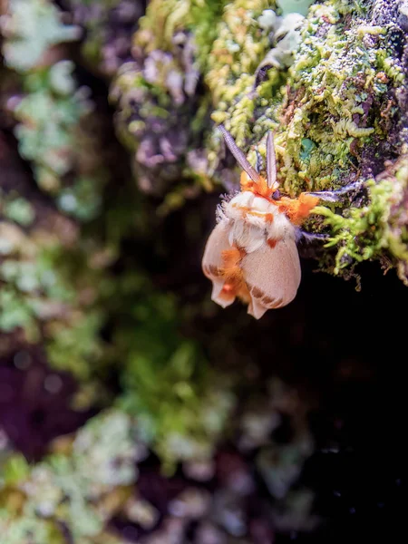 stock image Macro photography of an orange moth just after ending methamorphosis and begining to expand its wings. Captured in a Colombian oak forest near the town of Arcabuco in central Colombia.