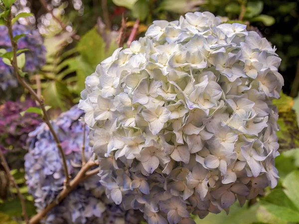 Fotografía Macro Hermoso Ramo Flores Hortensias Blancas Violetas Capturado Las —  Fotos de Stock