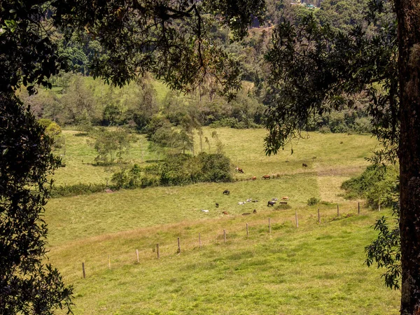 Some Cows Grazing Field Town Arcabuco Central Andean Mountains Colombia — Stock Photo, Image