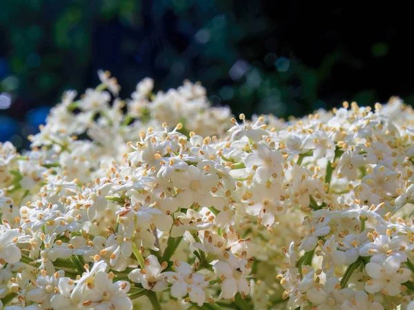 Kolombiya 'nın orta kesimindeki Arcabuco kasabasının yakınlarındaki güneşli bir günde çekilmiş bazı yaşlı çiçeklerin makro fotoğrafları..