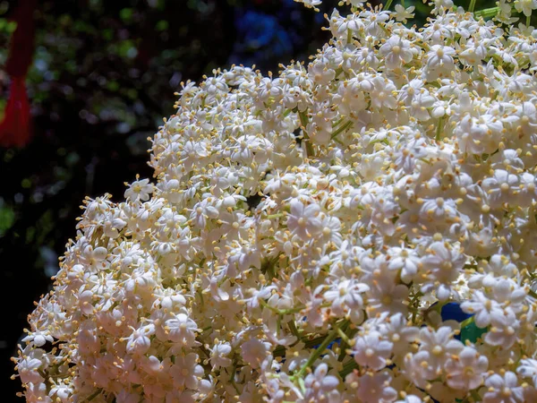 Macro Photography Some Elder Flowers Captured Garden Sunny Day Town — Stock Photo, Image