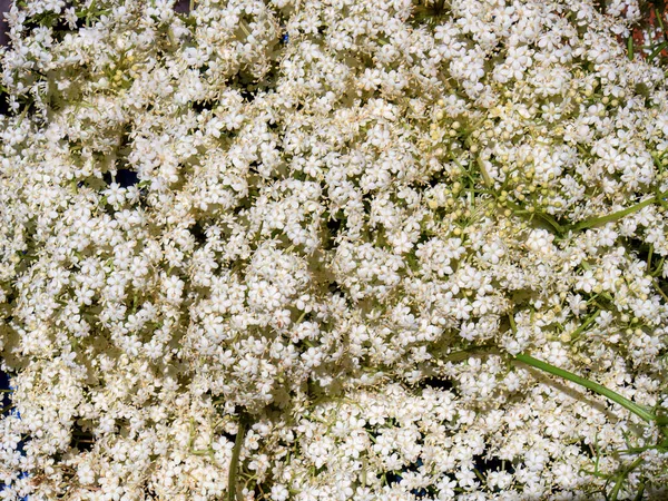 Makrofotografie Einiger Holunderblüten Aufgenommen Einem Garten Einem Sonnigen Tag Der — Stockfoto