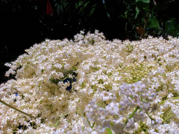 Makro Fotografia Niektórych Starszych Kwiatów Zrobione Ogrodzie Słoneczny Dzień Pobliżu — Zdjęcie stockowe
