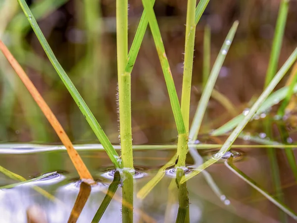 Makrofotografie Von Etwas Gras Das Auf Einer Regenpfütze Wächst Aufgenommen — Stockfoto