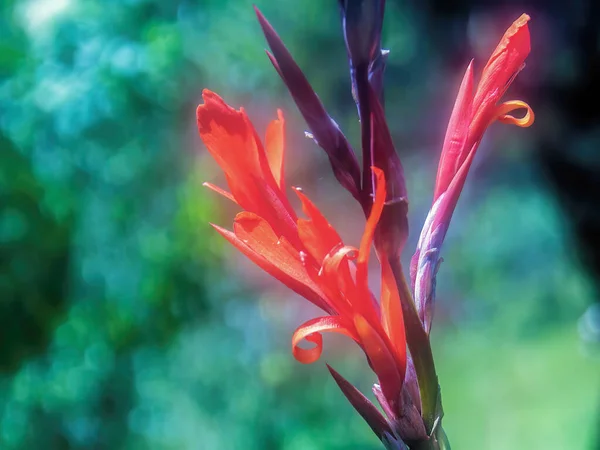 Macro Photographie Une Fleur Rouge Tournage Indienne Capturée Dans Jardin — Photo
