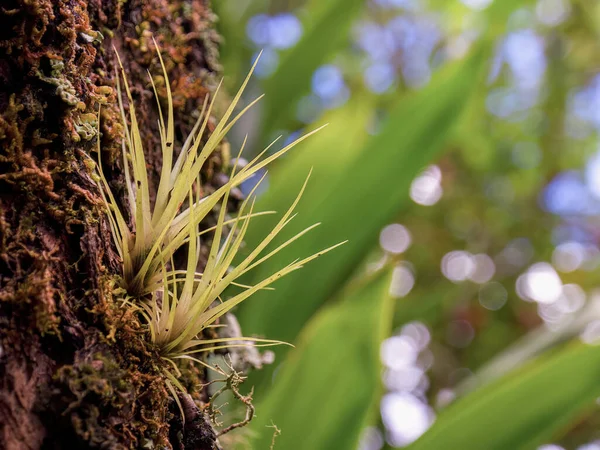 Makro Fotografi Två Små Tillandsia Växter Som Växer Från Stam — Stockfoto