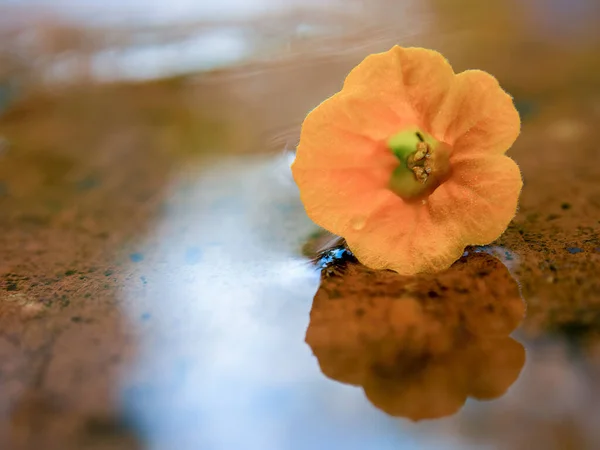Makrofotografie Einer Gelben Marmeladenblume Auf Einer Regenpfütze Einem Patio Aus — Stockfoto