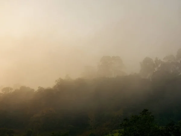 A native rain forest in the top of a mountain covered in mist very early in the morning, near the town of Arcabuco in central Colombia.