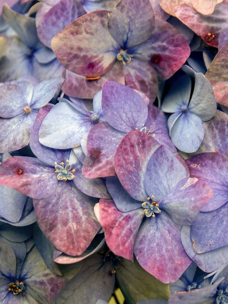 Macro Photographie Beau Bouquet Fleurs Hortensia Blanches Violettes Capturé Dans — Photo