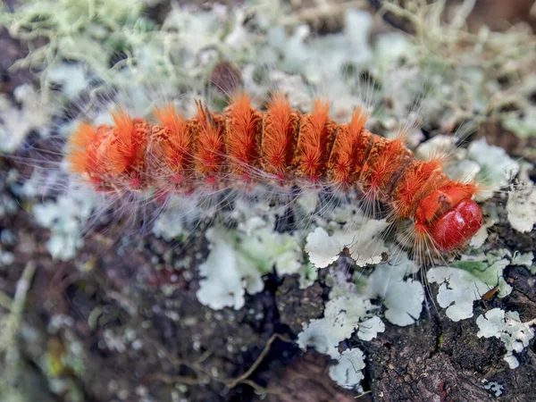 Fotografía Macro Una Oruga Anaranjada Caminando Sobre Tronco Cubierto Líquenes — Foto de Stock