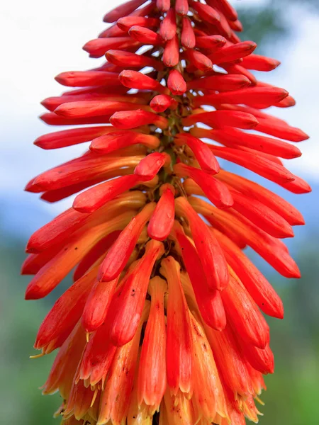 Macro Photography Cluster Flowers Red Hot Poker Plant Captured Garden — Stock Photo, Image