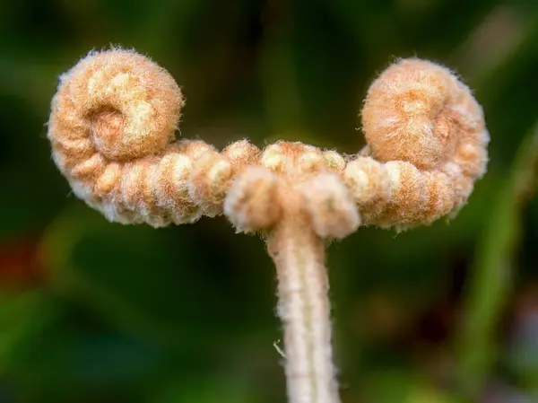 Macro Photography Developing Fern Fronds Captured Rain Forest Town Arcabuco — Stock Photo, Image