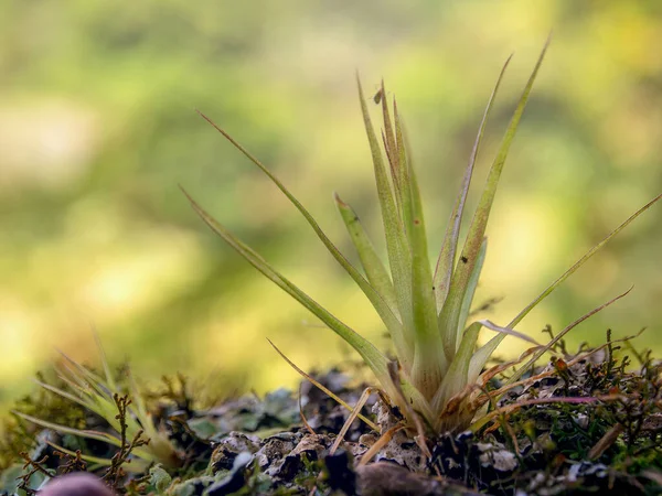 Makro Fotografia Małej Rośliny Tillandsia Rosnącej Pnia Kolumbijskim Lesie Dębowym — Zdjęcie stockowe