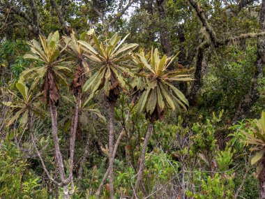 Orta Kolombiya 'nın dağlık kesimlerinde Arcabuco kasabası yakınlarındaki bir ormanda ele geçirilen dalları olan çok özel bir espeletia bitkisi türü..