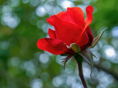 Koyu pembe bir gül tomurcuğunun makro fotoğrafı, sabah Kolombiya 'nın orta kesimindeki Arcabuco kasabasının yakınlarındaki bir bahçede çekildi..