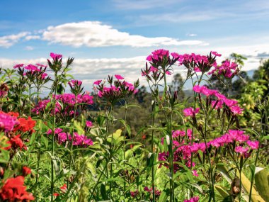 Öğleden sonra gökyüzüne karşı koyu pembe karanfil çiçekleri ve bitki örtüsü. Orta Kolombiya 'nın doğusundaki bir bahçede yakalandı..