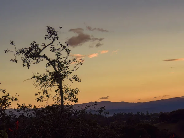 古い木の後ろの日没に浮かぶ雲のような小さな綿 コロンビア中央部のアンデス山脈 アルカブコの町の近くに — ストック写真