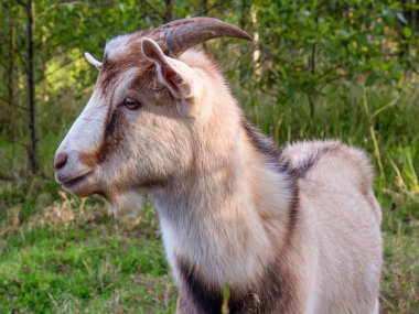 Gün batımında, Orta Kolombiya 'nın doğu And Dağları' ndaki bir çiftlikte yaşlı bir ormanın yakınında otlayan bir çocuğun profil portresi..