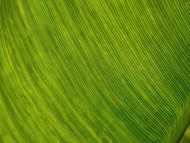 Damarların makro fotografı Orta Kolombiya 'nın doğu And Dağları' ndaki bir ormanda yakalanan muz ağacı yaprağının dokusudur..