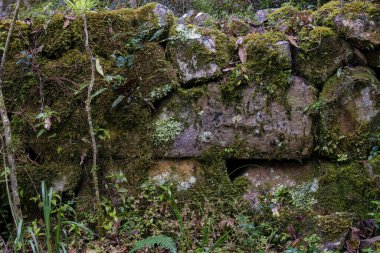 Kolombiya 'nın orta And Dağları' ndaki Iguaque Dağı 'nın yosunlarla kaplı çok eski bir taş duvarın bir bölümü..