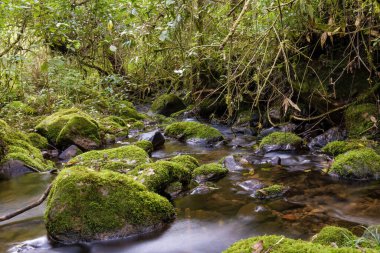 Kolombiya 'nın orta doğu And Dağları' ndaki Iguaque dağının yosunlu bir deresinin uzun pozlu fotoğrafı ve yosunlu kayaları..