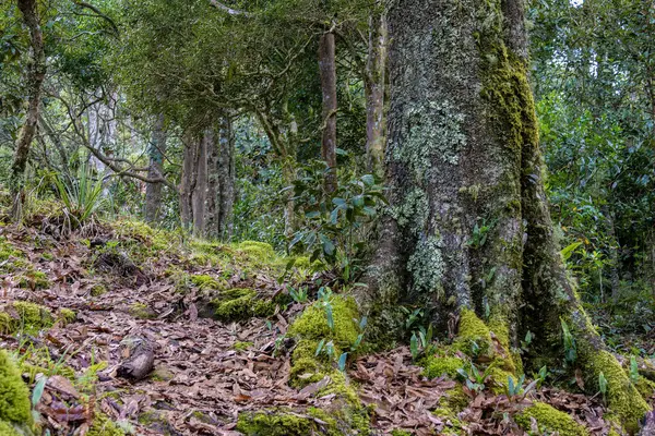 The root of an old Colombian oak tree covered with moss, with a lot of dried oak leaves on the ground, in an forest in the hillside of the Iguaque mountain in central Colombia.
