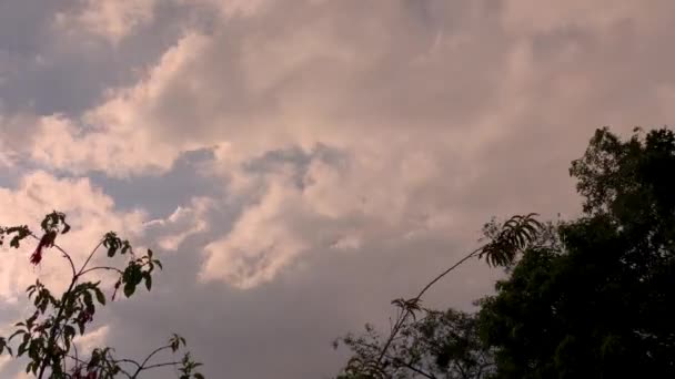 Tempo Lapso Nuvens Movimento Rápido Algumas Plantas Uma Tarde Ventosa — Vídeo de Stock
