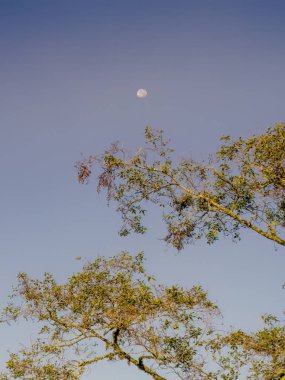 The waning moon hangs in a blue clear sky over an alder tree, early in the morning , in the eastern Andean mountains of central Colombia. clipart