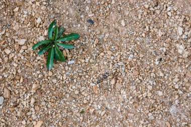 Kolombiya 'nın orta kesimindeki sömürge kasabası Villa de Leyva yakınlarındaki bir inşaat sahasında çakıllarda büyüyen bir karahindiba bitkisinin yakın plan fotoğrafları..