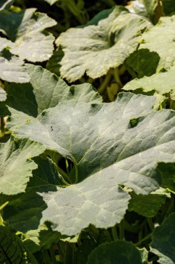 Orta Kolombiya 'nın doğu And Dağları' ndaki bir çiftlikte bir balkabağı bitkisinin yapraklarının yakın çekimleri..