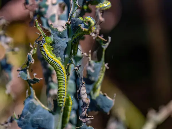 Macro photography of clouded yellow butterfly caterpillars, eating a kale plant, in a farm near the colonial town of Villa de Leyva, in central Colombia.