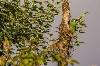 Gagasında böcek olan egzotik bir zümrüt tukanet yuvasının girişinde, Orta Kolombiya 'nın doğu Andean dağlarında bir ormanda..