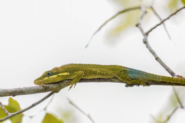 Macro photography of a rare flat Andes anole hunting on an alder twig, captured in a forest in the central Andean mountains of  Colombia. clipart